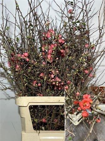 <h4>Chaenomelis Superba</h4>