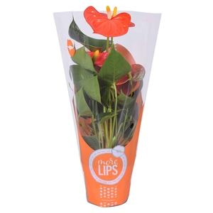 MoreLIPS® Anthurium Orange Champion in ShowHoes