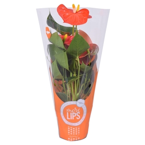 MoreLIPS® Anthurium Orange Champion in ShowHoes