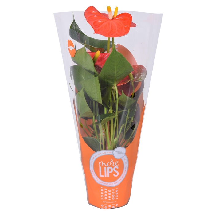 <h4>MoreLIPS® Anthurium Orange Champion in ShowHoes</h4>