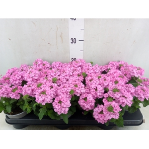 Verbena  'Magelana Lipstick'
