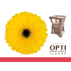 Germini Pacman Water