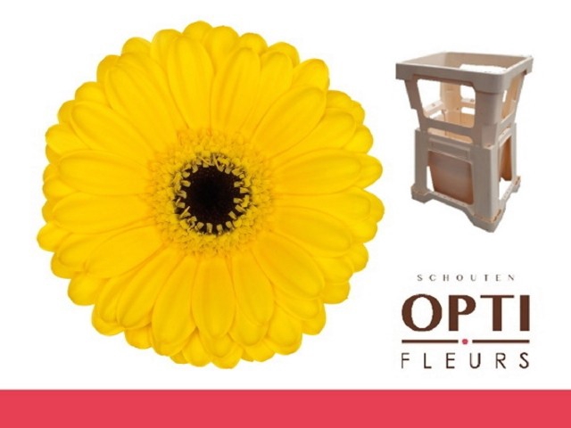 <h4>Germini Pacman Water</h4>