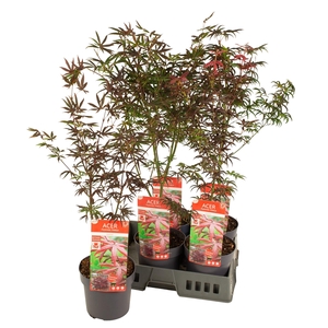 ACER PALMATUM