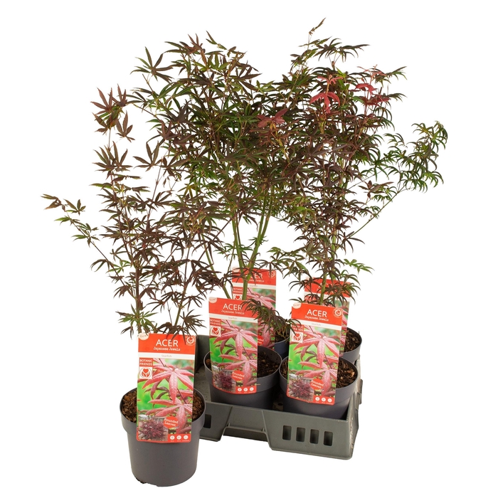 <h4>ACER PALMATUM</h4>
