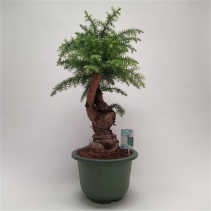 Araucaria Cunninghamii Bonsai in 27 cm sierpot