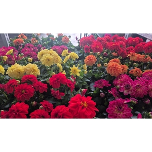 DAHLIA MIXK 5 KL