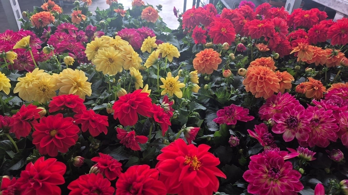 <h4>DAHLIA MIXK 5 KL</h4>