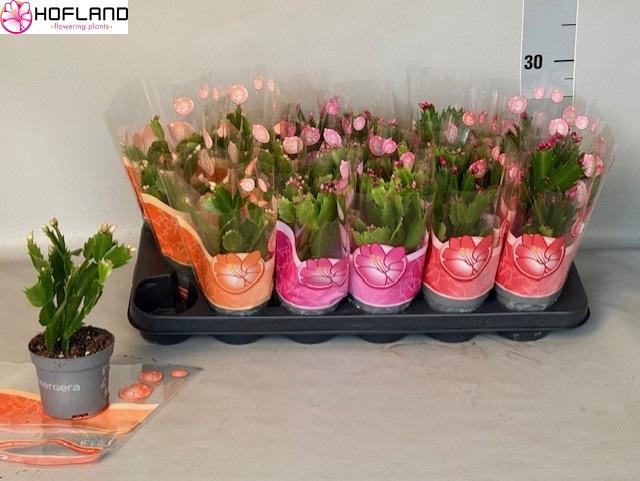 <h4>SCHLUMB GEM 3 KL</h4>