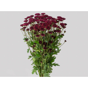 CRISANTEMO SANTINI JINDA 070 CM