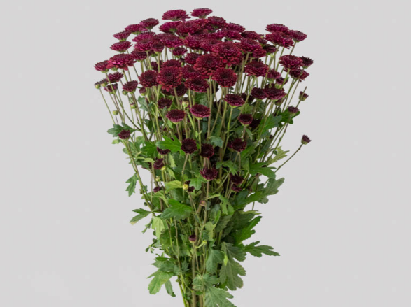 CRISANTEMO SANTINI JINDA 080 CM