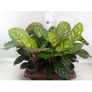 Calathea   ...