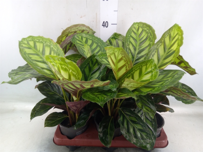 <h4>Calathea   ...</h4>