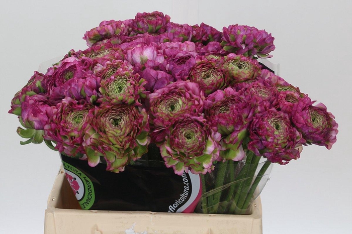 <h4>Ranunculus Pon Pon Malva</h4>