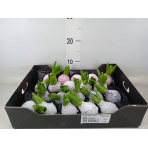 Hyacinthus orie.   ...waxed H%