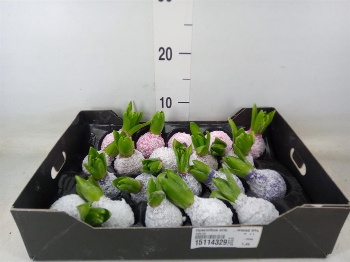 <h4>Hyacinthus orie.   ...waxed H%</h4>