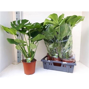 arr8 Monstera Deliciosa