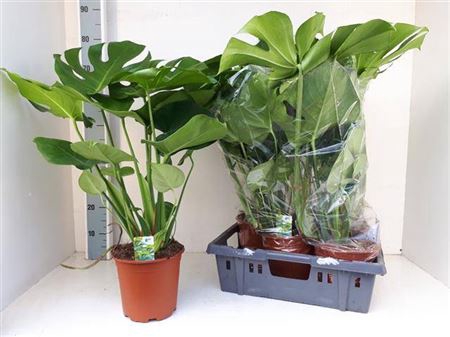 <h4>arr8 Monstera Deliciosa</h4>