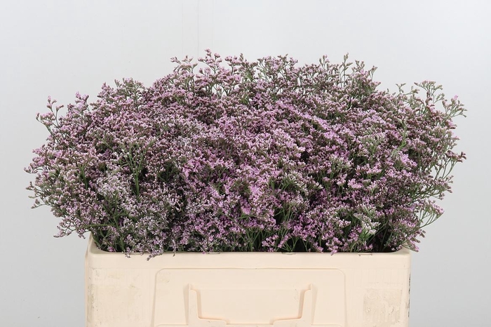 <h4>Lim Saf Oshi Pink</h4>