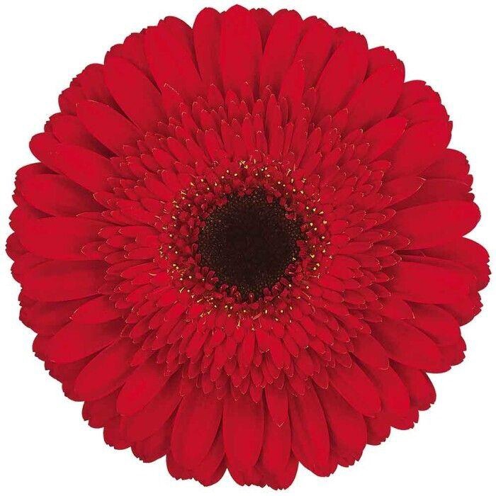 <h4>Gerbera Dynamic Doos</h4>