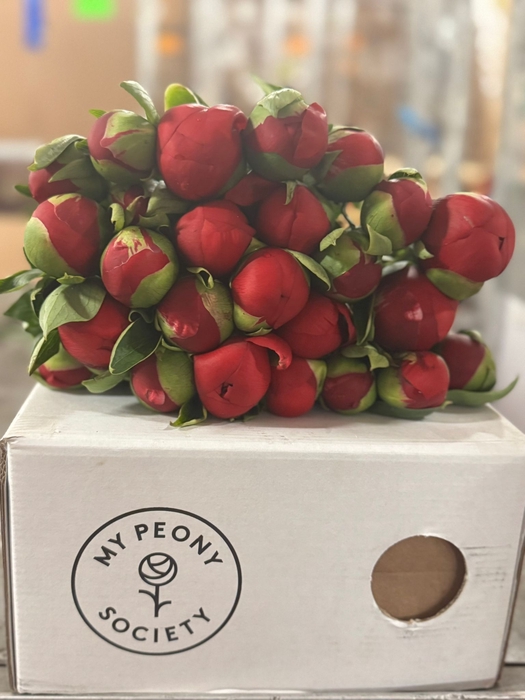 <h4>Paeonia Diana Parks</h4>