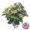 Hydrangea macrophylla overig