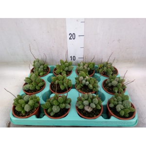 Adromischus cooperii