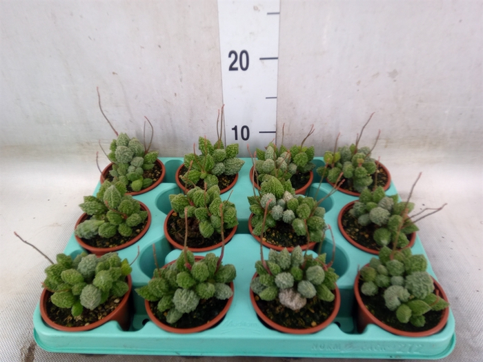 <h4>Adromischus cooperii</h4>