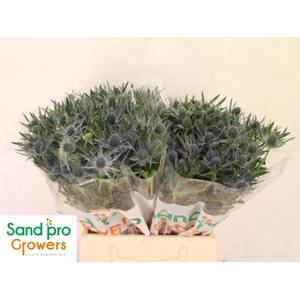 ERYN MAG BLUE LAGOON