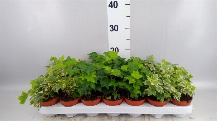 <h4>HEDERA ...MIX .</h4>