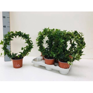 HEDERA SHAMROCK MIRROR P12