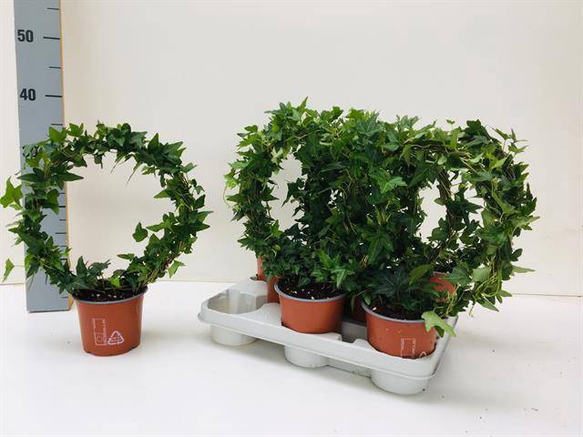 <h4>HEDERA SHAMROCK MIRROR P12</h4>