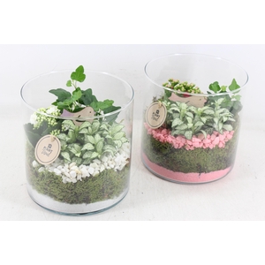 arr2 PL - Glas cilin. breed 285/5 - roze/wit