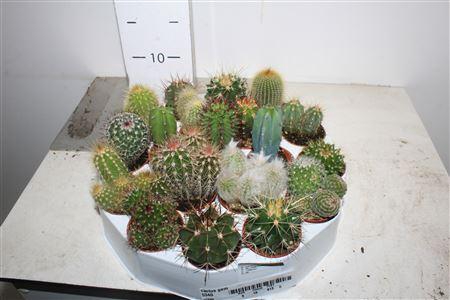 <h4>Cactus Gem</h4>