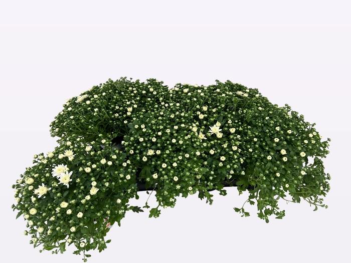 <h4>CHRY FAIR WHITE</h4>