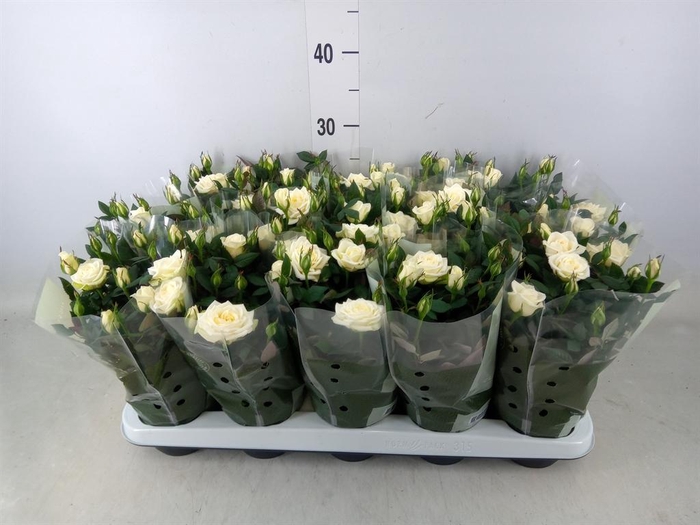 <h4>Rosa  'Alaska Kordana'</h4>