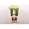 Agapanthus Gletsjer