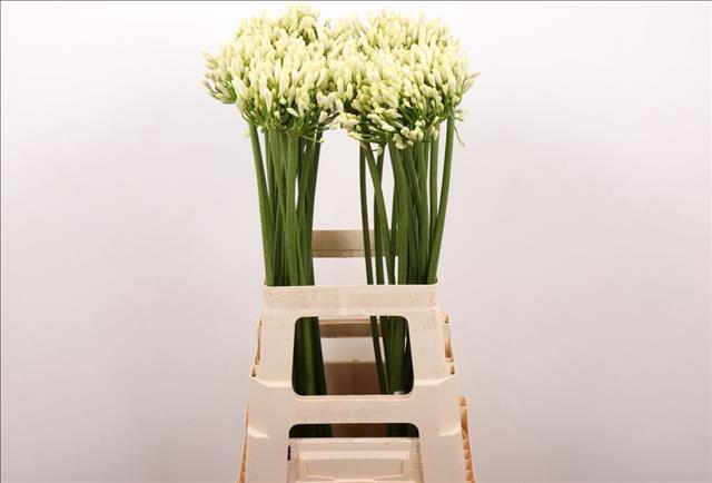 Agapanthus Gletsjer