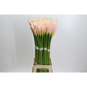 Zantedeschia Eydolls Salmon