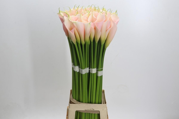 <h4>Zantedeschia Eydolls Salmon</h4>