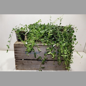 Vinca Min Alba