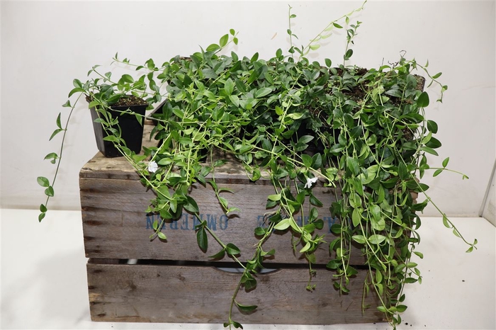 <h4>Vinca Min Alba</h4>