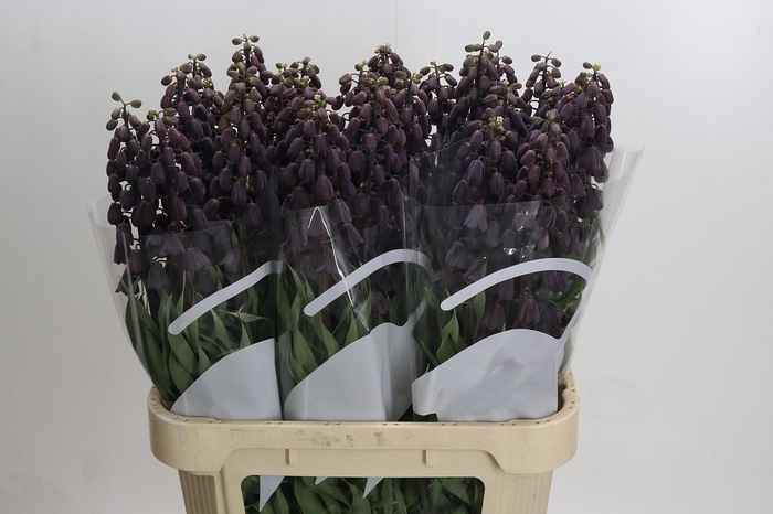 <h4>Fritillaria Persica</h4>