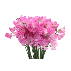 Lathyrus Sunshine Pink
