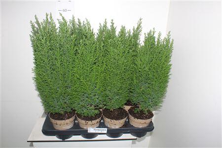 <h4>Cham L Ellwoodii</h4>