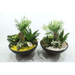 2337 GEEL/WIT EBBI INDOOR