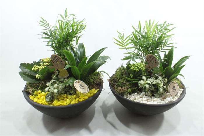 <h4>2337 GEEL/WIT EBBI INDOOR</h4>