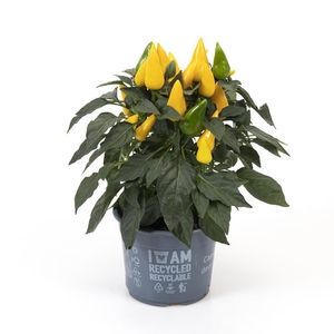 CAPSICUM ANNUUM Sierplant