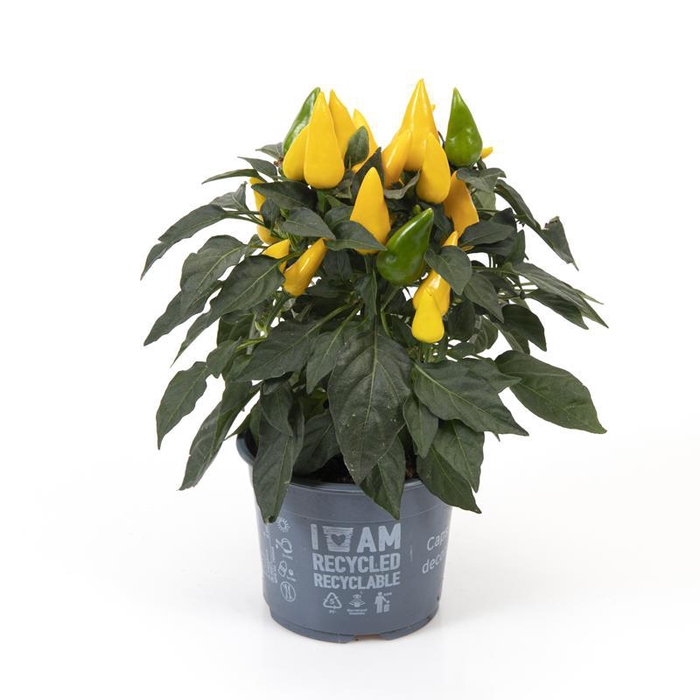 <h4>CAPSICUM ANNUUM Sierplant</h4>