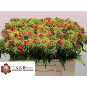 DIANTHUS BARBATHUS bund x 10